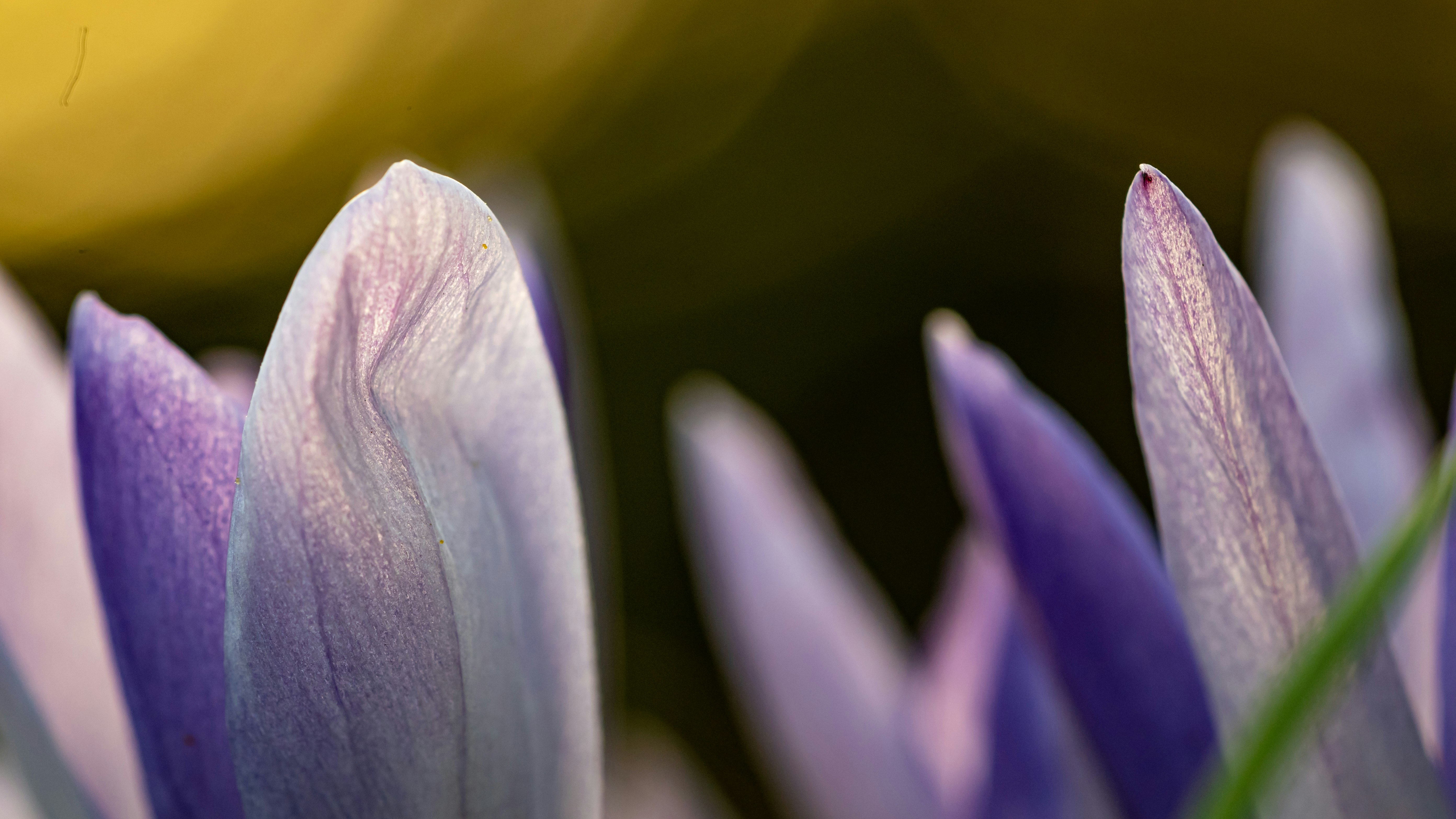 purple flower in macro shot